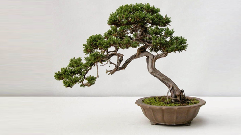 Top mẫu kệ để cây bonsai giá rẻ và các dáng cây có ý nghĩa trong phong thủy